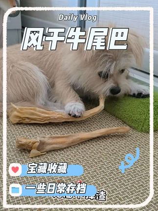 狗狗啃到停不下来的神器,一根轻松度过一天#萌宠出道计划 #傻狗的日常 #狗狗 #色彩萌宠 #科学养宠攻略