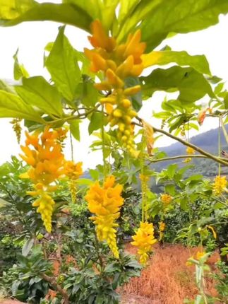黄花倒水莲,黄色花杯苗,一年四季可种植,盆栽5月-10月开花栽培#黄花倒水莲苗 #黄花倒水莲 #一年四季可种植 #盆栽地栽