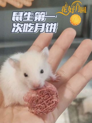 鼠生短短两三年,作为家庭成员的一份子,仪式感还是要有的,不要让这种缺失成为遗憾!#仓鼠 #仓鼠月饼 #仓鼠迷你小月饼 #仓鼠过中秋节 仓鼠好物#金丝熊