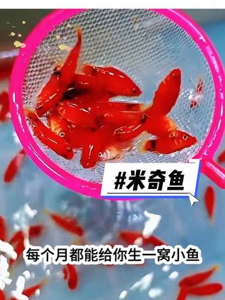 养米奇鱼的快乐谁懂啊!几乎每个月给你生一窝鱼仔,越养越多,直接从买鱼人变成卖鱼人!#轻松养鱼 #观赏鱼 #养鱼日记 @DOU+上热门 @抖加🔥上热门🔥dou+🔥热点宝