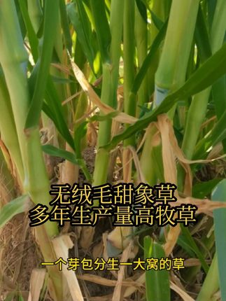无绒毛甜象草多年生产量高牧草 牧草品种选择,无绒毛甜象草,秸秆叶片光滑没有绒毛,收割方便,口感清甜营养丰富,种一次收割二十年,年亩产25吨,养殖牛羊驴马梅花鹿草鱼兔子猪鸡鸭鹅鸵鸟都可以多种一些#牧草养殖#高产牧草#牧草种植#无绒毛甜象草 #牛羊草料@DOU+上热门 @巨量千川