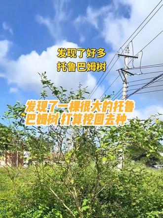 发现了一棵很大的多托鲁巴姆树 #托鲁巴姆树 #发现好多托鲁巴母树 #乡镇自然环境 #种植