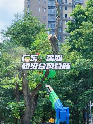 超强台风即将登陆深圳,安全预防,大树先砍,不给桦加沙吹倒的机会!#桦加沙 #超级台风 #深圳 #砍树