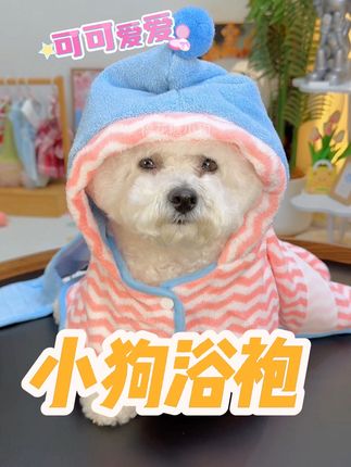 吸水性超好的小狗浴袍,颜值也特别高赶紧安排#狗狗浴巾#无限回购的宝藏单品 #狗狗洗澡#在抖音入手的好东西