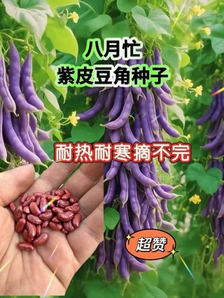 八月大忙紫皮豆角种子抢种啦~ 饱满易活,结荚一串串,错过等一年,赶紧囤!#三农 #新农人计划 #蔬菜种植 #抖音小助手