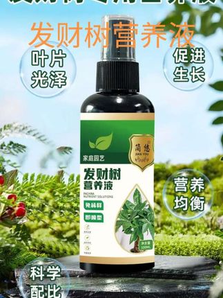 #发财树专用营养液# 发财树营养液绿叶宝,预防黄叶掉叶.烂根枯萎催新芽#发财树养护 树