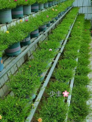 太阳花促花催花#太阳花促花#磷酸二氢钾 #爱生活爱养花
