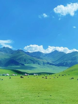 【新疆特克斯黄芪】高海拔含硒无硫熏多年生主根切片 120g/罐#优质农产品 #家乡特色 #新疆特产 #黄芪 #快来一起尝个鲜