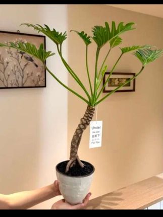 #室内绿植 #家居摆件 #盆栽绿植 #装饰摆件 #绿植小技巧