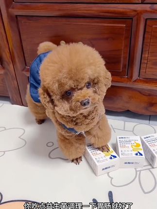 这小毛孩表演的真到位!毛孩子胃肠好才能更健康!,所以我家中常备益生菌!#家有萌宠泰迪 # 宠物益生菌有活动#不养狗不知道养狗的乐趣 #家有狗精