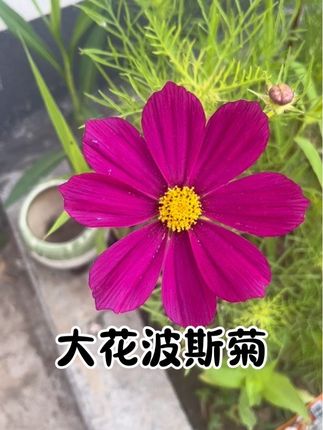 波斯菊种下40天左右开花,见土就活,四季可以播种#波斯菊种子 #绿植 #养花 #花卉绿植