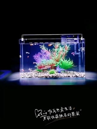 让我看看你的鱼缸吧#水族 #鱼缸 #新手养鱼 #热弯鱼缸 #养鱼日记
