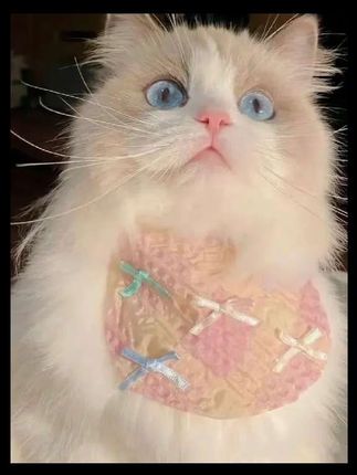 #杜克和一哥 #杜克环游世界 #孟加拉的故事 #交换世界计划