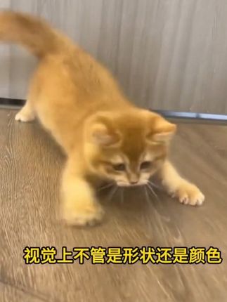 #养猫好物#逗猫棒 #赛级逗猫棒 #科学养宠攻略 #宠物知识