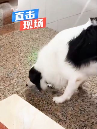 这就是宠物窝咳,一招自己在家搞定#狗咳嗽 #犬窝咳 #窝咳净