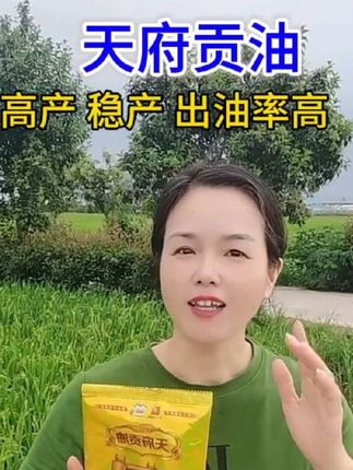 天府贡油 高产稳产抗冻抗病抗倒伏出油率高#高产杂交油菜种子
