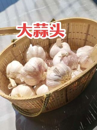 大蒜头,不错的捏#大蒜头 #蒜 #三农 #抖音助农 #农村美食