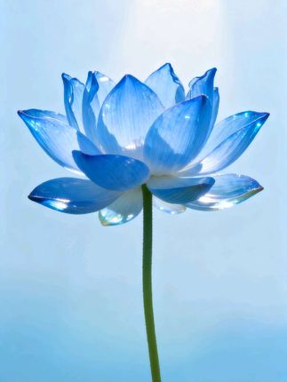 一身反骨的五位中国人,徒手劈开十四亿人生路。#正能量 #逆流而上 #羊脂皂