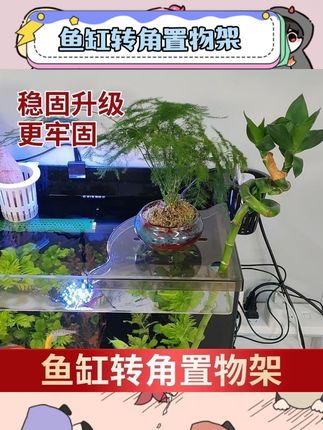 养鱼星人看过来👀这鱼缸转角置物架太赞啦!免安装超方便,还超节省空间,放摆件啥的超合适,给鱼缸加分不少😎 #鱼缸转角置物架 #免安装收纳 #鱼缸好物 #鱼缸装饰托盘 #鱼缸用品