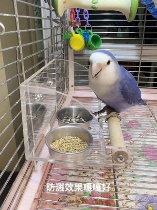 这款双碗挂碗不仅好看防溅效果也嘎嘎好#鹦鹉食碗 #鹦鹉防溅食盒 #鹦鹉防溅喂食器 #鹦鹉碗 #鹦鹉食盒