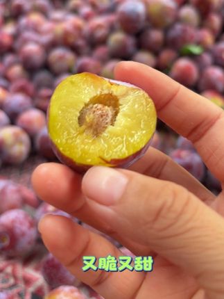 一口下去,又脆又甜!脱骨脆红李,真的好吃!#脱骨脆红李 #又脆又甜