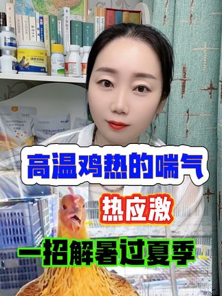 夏季鸡太热,给鸡喂水加上强效VC夏日安,鸡鸭鹅解暑降温过夏季#养鸡#养殖#养鸡人##鸡鸭鹅养殖#农村散养土鸡