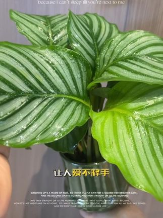 清新绿植~青苹果竹芋 #绿植 #青苹果竹芋#绿植盆栽#我的家里不能没有植物