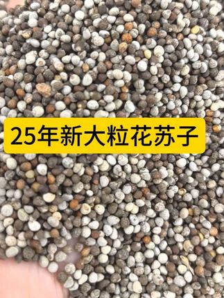 新花苏子白苏子紫苏子#支持三农 #玉鸟芙蓉鸟 #全国发货欢迎合作
