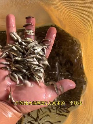 49块钱400条的正宗长江草鱼苗,准备最后一批鱼苗了,需要小苗的赶紧入手,正宗的长江草鱼苗#草鱼苗#淡水鱼苗#四大家鱼