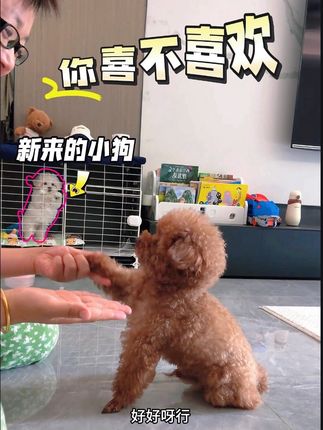 聪明的小狗就是不一样嗷 #小狗海龟汤 #狗子成精了 #万物可爱计划 #萌宠日常记录