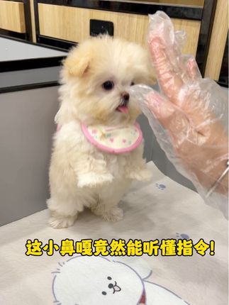 这小鼻嘎这么聪明竟然还找不到🏠?#不养狗不知道养狗的乐趣 #马尔泰 #一键解锁超萌宠物九宫格