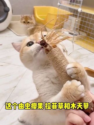 一根木天蓼可以缓解猫咪情绪,还能磨牙洁齿,当个玩具也不错#猫玩具 #磨牙棒 #逗猫神器