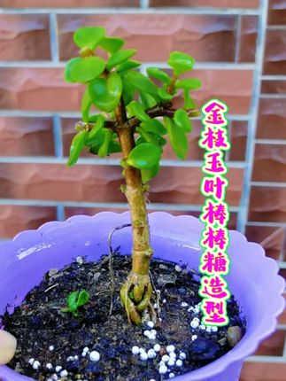 金枝玉叶棒棒糖造型修剪#养花小知识 #金枝玉叶造型 #分享家庭养花知识 #养花小窍门 #园艺生活 @DOU+上热门 @创作灵感小助手