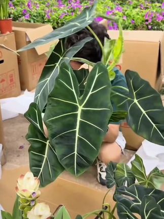 绿天鹅海芋绿植盆栽 绿天鹅海芋绿植盆栽多年生四季常青庭院阳台#绿天鹅海芋 #海芋绿植 #海芋盆栽 #四季常青 #园艺生活 @DOU+上热门 @DOU+小助手