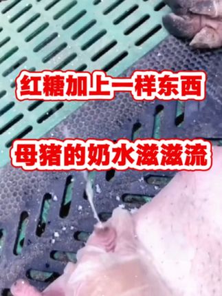 #所有养猪人#养猪日常