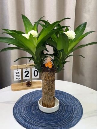 #巴西木又叫幸运木 一年四季常绿,好养易活