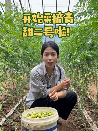 看起来绿吃起来甜的青甜二号!一定要尝一下啦哥哥姐姐们#青甜二号 #小番茄