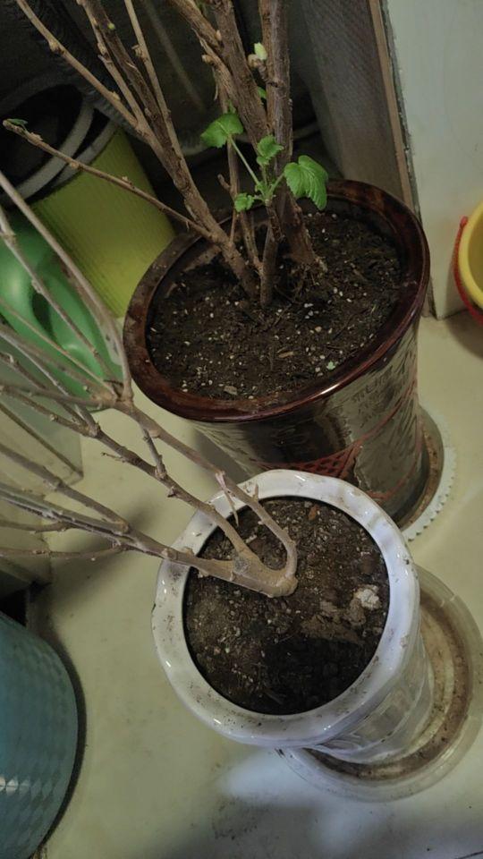 买了两盆花,一盆没活一盆是假的#我在抖音买买买