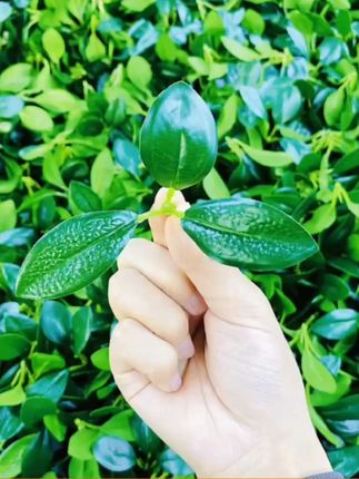 #仿真绿叶#三叉绿叶 #水果搭配绿叶