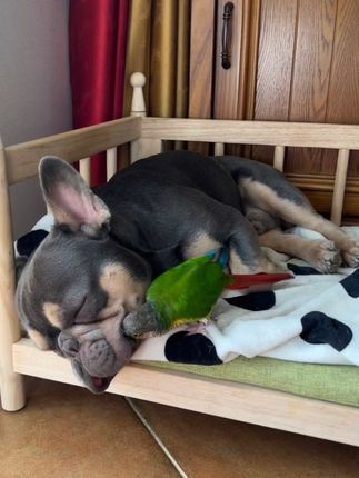 🙃这睡眠质量 #油油鼻涕 #大牙和鼻涕 #搞笑 #法斗 #萌宠出道计划