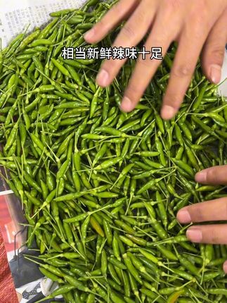 云南新鲜小雀辣/小米椒 个头那么小的辣子居然这么辣,还得是云南的小雀辣#小米椒 #云南小雀辣 #新鲜小雀辣 #酱油小雀辣