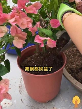 分享一个操作简单而且成本低的改良土壤的方法,只需要在地里撒上这个稻壳,再板结的土壤也会变得松软透气#种花小技巧 #我的小花园 #一起学种花