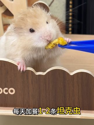 仓鼠眼中的人间美味🤤#养鼠日常分享 #仓鼠零食 #坦克虫