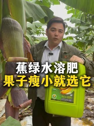 香蕉果实瘦小,原因竟然在地里。 蕉绿水溶肥,这是一款能价格实惠,猛真真正正帮助到您的肥料。#三农#抖音助农 #香蕉