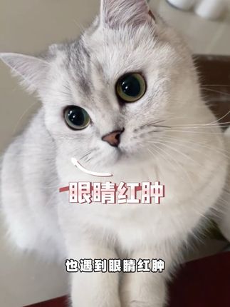 宠物滴眼液#吃货猫 #宠物猫 #猫咪滴眼液 #养猫人#科学养猫