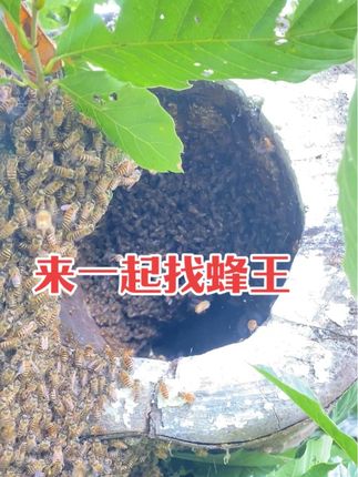 继续收蜂,又是自己进蜂桶。#纯天然树洞土蜂蜜 #新农人计划 #农村养蜂人 #我的农村生活 #养蜂技术分享