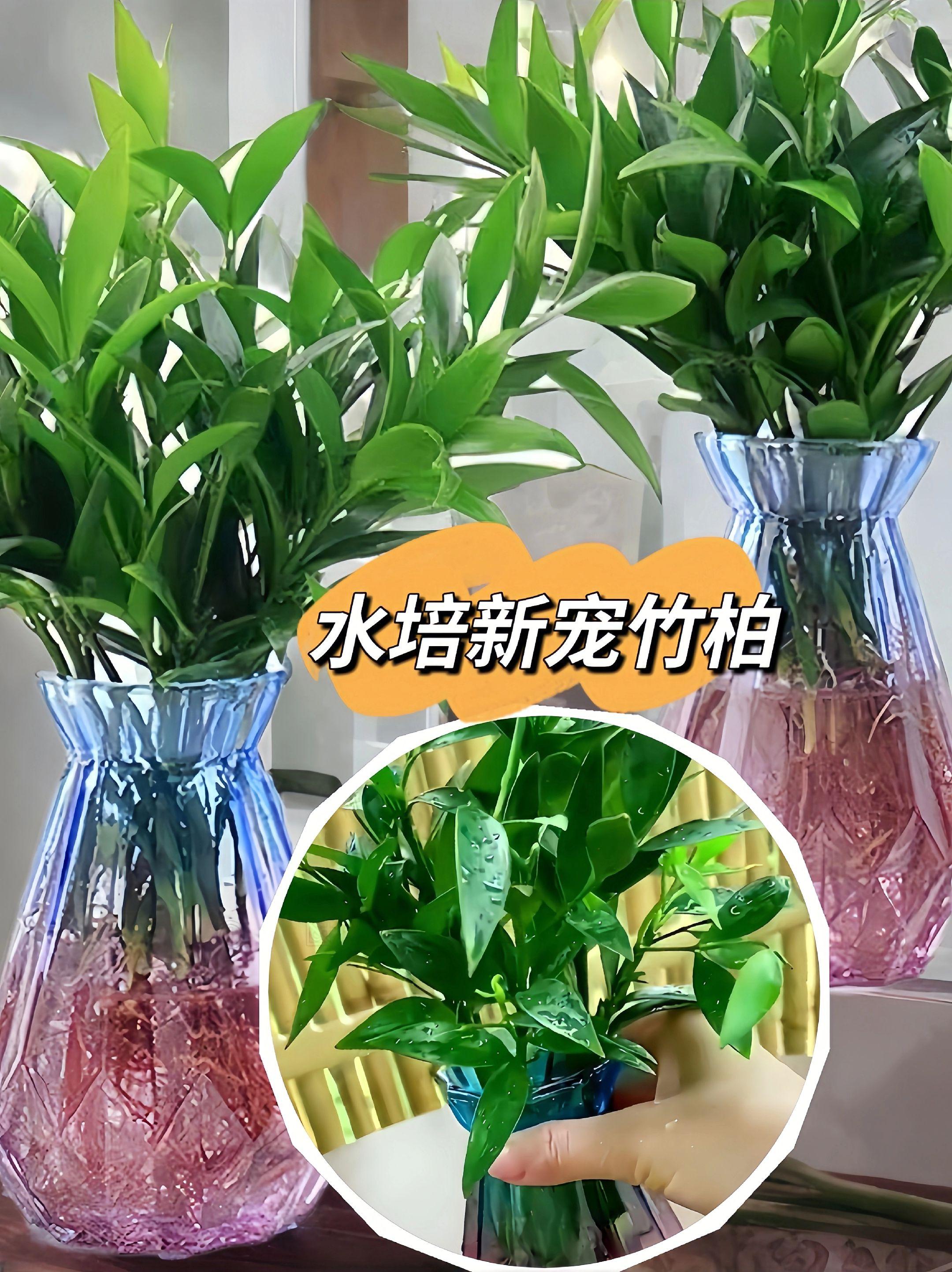 竹柏盆栽水培。家人们~这款竹柏盆栽水培新宠驱蚊植物,真是太好养了!四季常青,室内客厅卧室都适合,懒人必备!不仅驱蚊还能净化空气,真的是太实用了!不用担心养不活,新手也能轻松养护。给家里增添一份绿意,让空气更清新!快来选购吧!#适合室内养的绿植 #文竹盆景养护技巧#室内盆栽