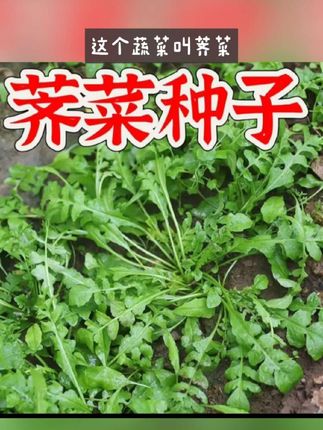 #荠菜种子 #荠菜种子四季种植 #荠菜种植 #种子 自己种才能吃到口感非常鲜嫩的荠菜了,用来包馄饨或者做成荠菜团子,都非常美味,种植简单撒上种子浇浇水就能长大,喜欢的朋友赶紧下单试种吧!