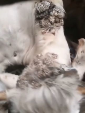 #猪牛羊养殖