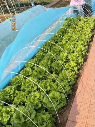 #拱棚支架 #拱棚杆 #专业建棚 #助力三农